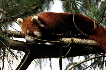 single Red Panda (Ailurus fulgens) sleeping on the branch of a tree  isolated on a natural green...