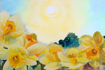 Watercolor painting illustration colorful nature of Daffodil blossom, Knight's Flower.