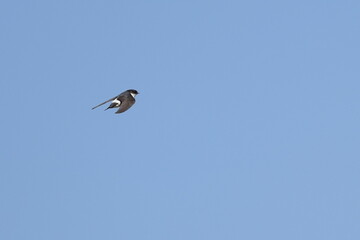 asian house martin in flight