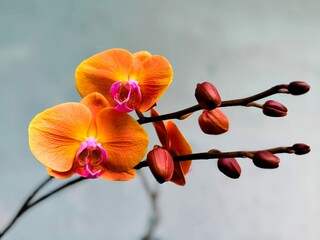 Orange orchid on white background 