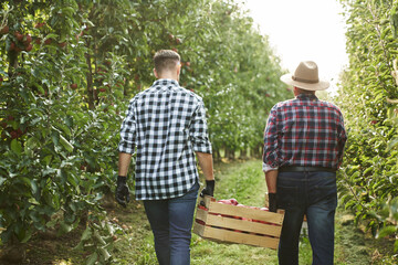 Two orchard farmers carrying a crate full of apples