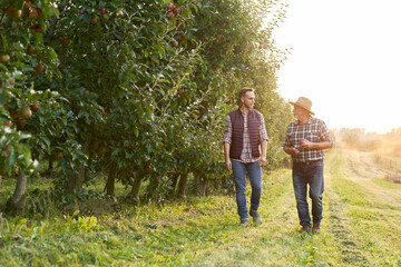 Two caucasian farmers walking along orchard field during sunset