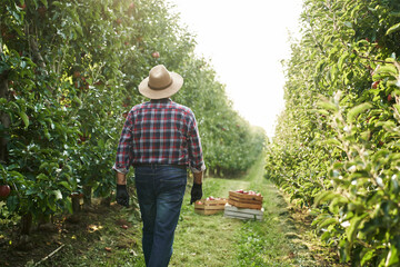 Back view of farmer walking along orchard field
