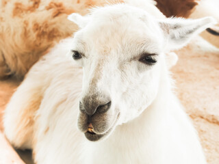 alpaca