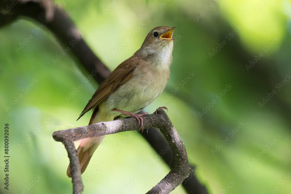 Wall mural singing nightingale on a tree branch in the forest