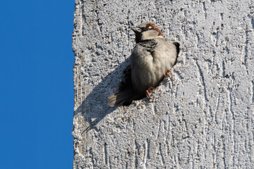 sparrow sits in a nest in the wall of a house that is lined with insulation