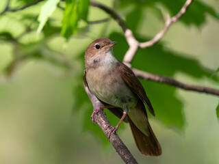 Nightingale sitting on a tree branch in the forest
