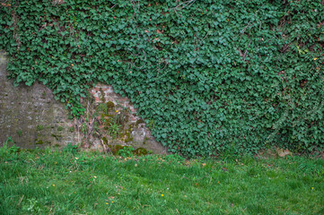 Old ancient brick stone wall texture background with ivy plant