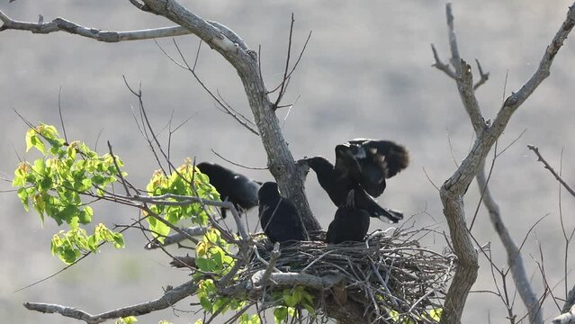 Carrion crow (Corvus corone orientalis) nesting in Japan
