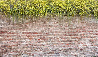 Brick wall texture background with plant small yellow flowers