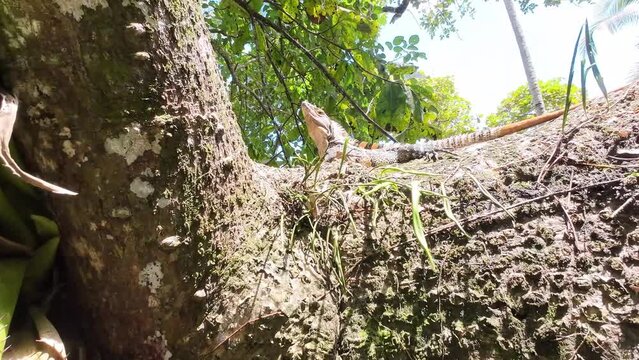 Iguana sitting on a tree and relaxing in the sun