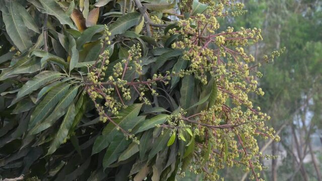 Mango tree in flower. The mango bouquet or mango flower is blooming full on the mango trees at  pakistan. Evergreen tree, lanceolate leaves, pale yellow flowers and drupe fruit.Slow motion 4K Footage.