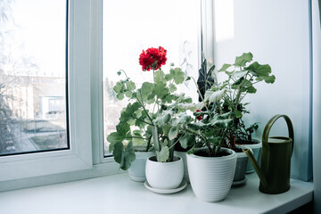 Blooming house plants on the windowsill.