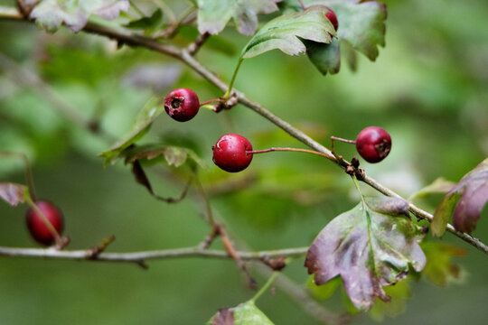 close up of Hawthorn or quickthorn or thornapple (Crataegus genus) fruit  isolated on a natural green background in Devon, UK
