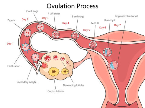 Stages of human ovulation and fertilization from Day 1 to implantation structure diagram hand drawn schematic vector illustration. Medical science educational illustration