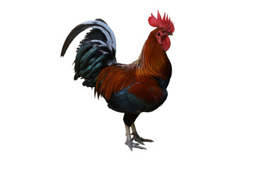 rooster, chicken, bird, farm, animal, cockerel, isolated, poultry, hen, feather, white, red, fowl,...