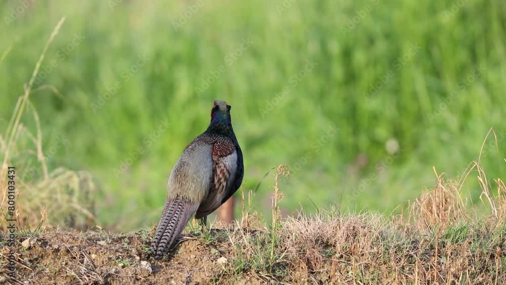 Sticker Japanese Green Pheasant (Phasianus versicolor) male in Japan