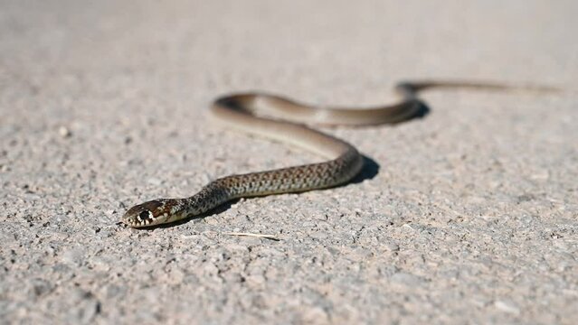 Snake on asphalt road. Balkan whip snake. Hierophis gemonensis.
