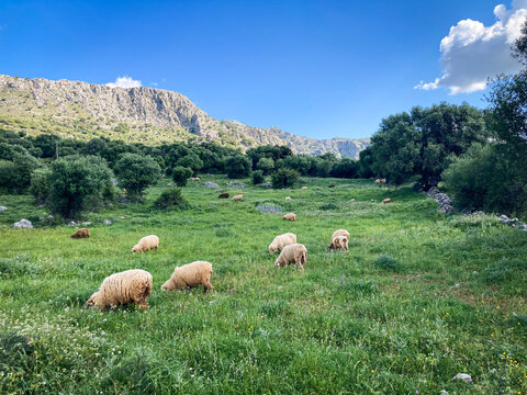 Reba&ntilde;o de ovejas pastando en la Calzada Romana de Ubrique a Benaocaz (Sierra de Grazalema, C&aacute;diz)