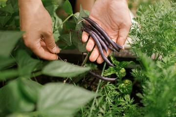 Hands harvesting purple beans from raised garden bed close up. Homestead lifestyle. Growing home...