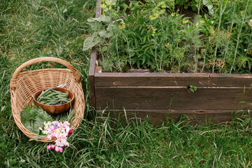 Homestead lifestyle. Vegetables, chard leaves, beans and flowers  in wicker basket on background of raised garden bed. Harvesting vegetables and greens in urban organic garden