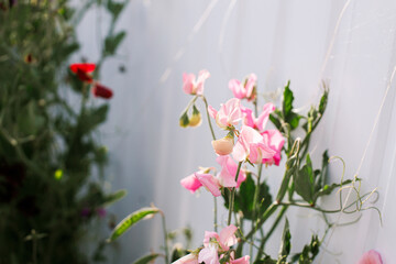 Beautiful sweet pea blooming in cottage garden. Close up of pink lathyrus flowers. Floral...