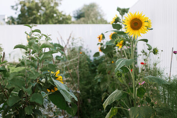 Beautiful sunflowers on background of raised garden beds with vegetables in urban organic garden....