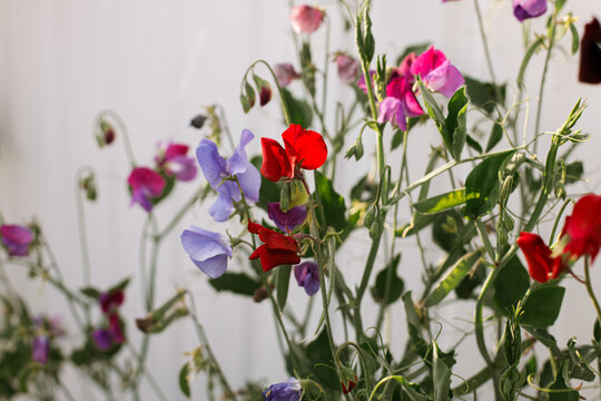 Beautiful sweet pea blooming in cottage garden. Close up of colorful lathyrus flowers. Floral wallpaper. Homestead lifestyle and wild natural garden