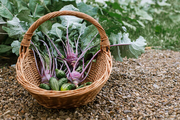 Homestead lifestyle. Cabbage, cucumber and beans in wicker basket close up. Harvesting vegetables...