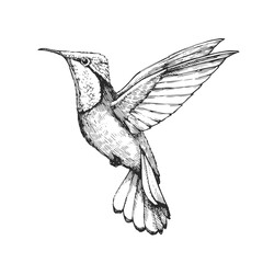 Vector hand-drawn illustration of a Rubin-Topaz hummingbird in the style of an engraving. A black and white sketch of a bird of South America, isolated on a white background.