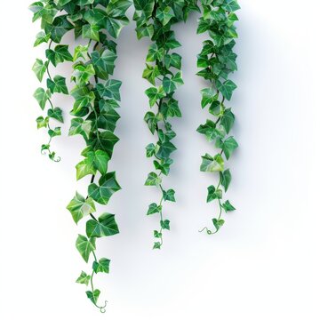 ciuffi di edera su sfondo bianco scontornabile -hedera helix, folgie verdi lussurreggianti