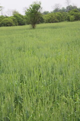 green wheat field
