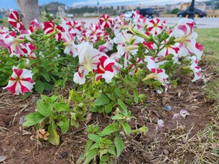 red-white petunia flowers on a background of grass 