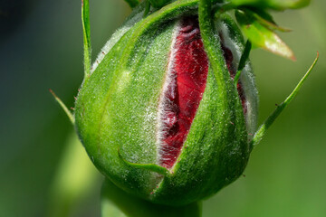 Close-up of a red rosebud protected by sepals