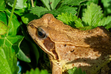 Close up of  the head of a common frog or grass frog (Rana temporaria) hiding in the meadow