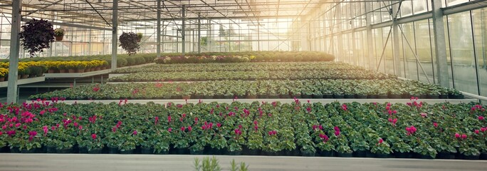 Floral Haven: Captivating Plants and Flowers in a Greenhouse - Filmed in Exquisite 4K image