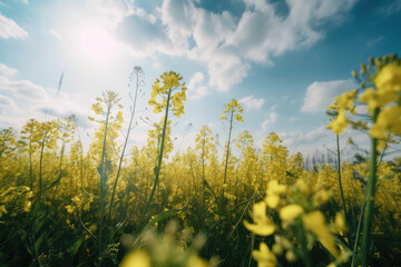 植物, 花畑, 花, 菜の花, 黄色, 草原, Plants, flower garden, flowers, rape blossoms, yellow, meadow