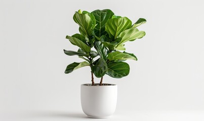 Drooping fiddle-leaf fig houseplant in a white pot, sick and cold-damaged, against a white background