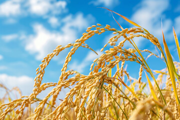 Golden Rice Grains Glistening under Blue Sky - Agriculture and Nature Harmony