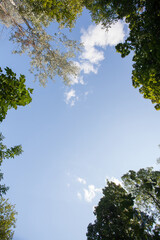 Textured background image of a blue sky with clouds and a frame of tree branches, for your creative design or illustrations.