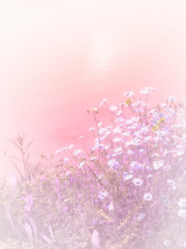 pink cherry blossom