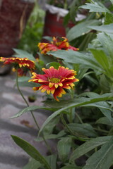 Red and yellow Gaillardia flower with green leaves

