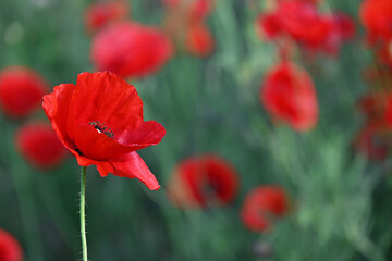 Beautiful red poppies in green grass. Banner of red flowers. Poppies field