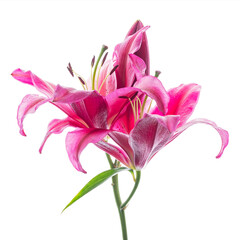 Fototapeta premium bright pink lily stem isolated on white background