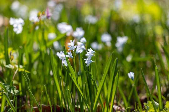 Close-up of a pushkinia flower in the grass