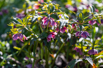 Hellebore flowers in spring in the forest