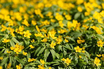 Yellow flowers blooming in the forest in spring