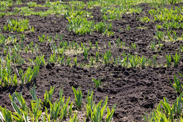 Plant shoots on the field in spring