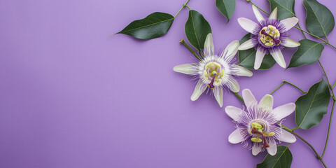 Fototapeta na wymiar Passion flowers with leaves on purple background. Flat lay composition with copy space. Floral design and springtime concept. Design for greeting card, invitation, and wallpaper.