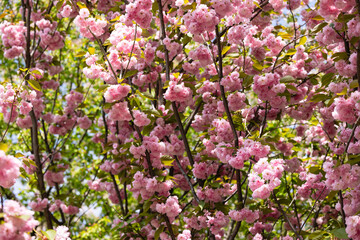 Pink flowers on sakura branches